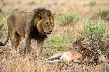 مستند حیات وحش؛ بچه آهوی یک روزه که شیر نه تنها نخوردش به فرزندی هم پذیرفتش