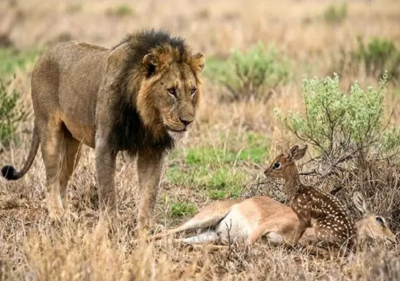 مستند حیات وحش؛ بچه آهوی یک روزه که شیر نه تنها نخوردش به فرزندی هم پذیرفتش