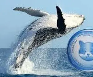 خرید محیر نهنگ های شیبا اینو!