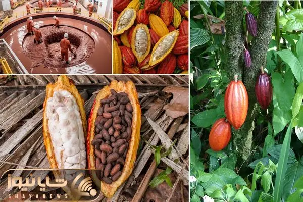 کارخانه شکلات