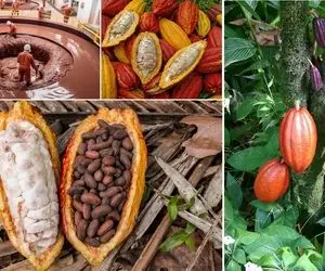 کارخانه شکلات ؛ میوه شکلات دیگه چیه؟ برای تولیدش تا کله رفتن تو اقیانوس شکلات واویلا