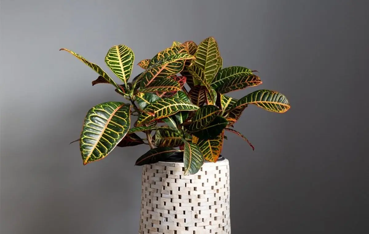 croton-plant-2