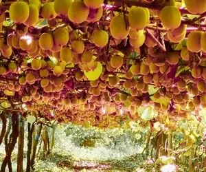 کشاورزی نوین؛ مزرعه کاشت کیوی در نیوزلند که چند میلیون ازش برداشت میشه عجب داربستایی