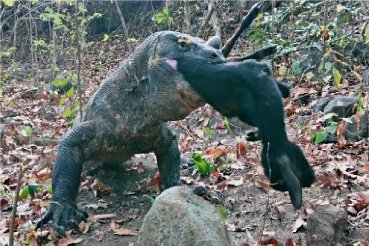 مستند حیات وحش؛ اژدهای کومودو آشو با جاش کرد تو حلقومش