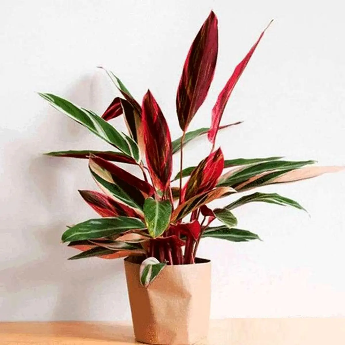 گیاهان آپارتمانی مقاوم