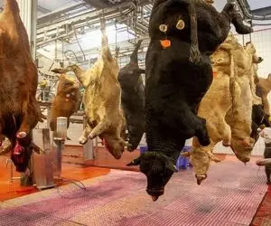 فرآوری گاو؛ گاو هارو برای اینکه گوشت تنشون بریزه قبل کشتار از تونل وحشت عبور میدن