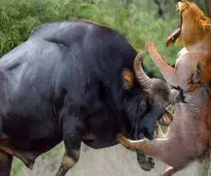 جذابیت‌های حیات وحش؛ 54 گونه از خطرناک ترین و وحشی ترین حیواناتی که وجود دارند