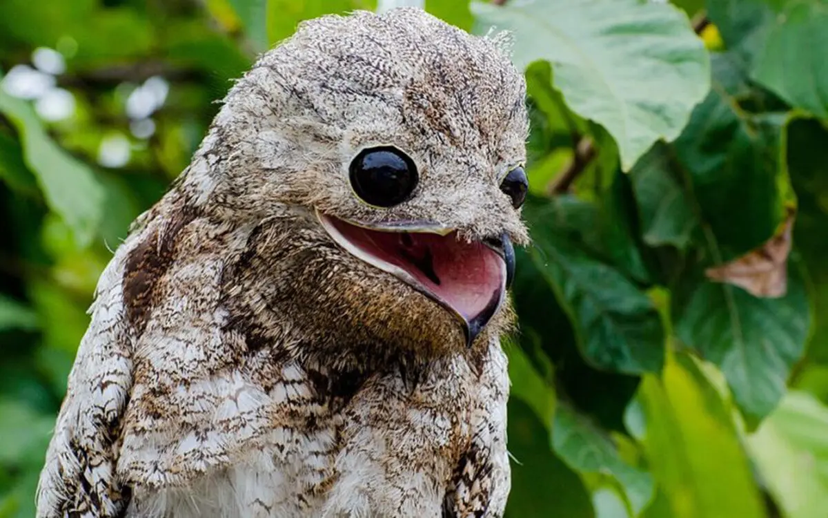 1106px-Mae-da-lua-gigante_Nyctibius_grandis-950x509