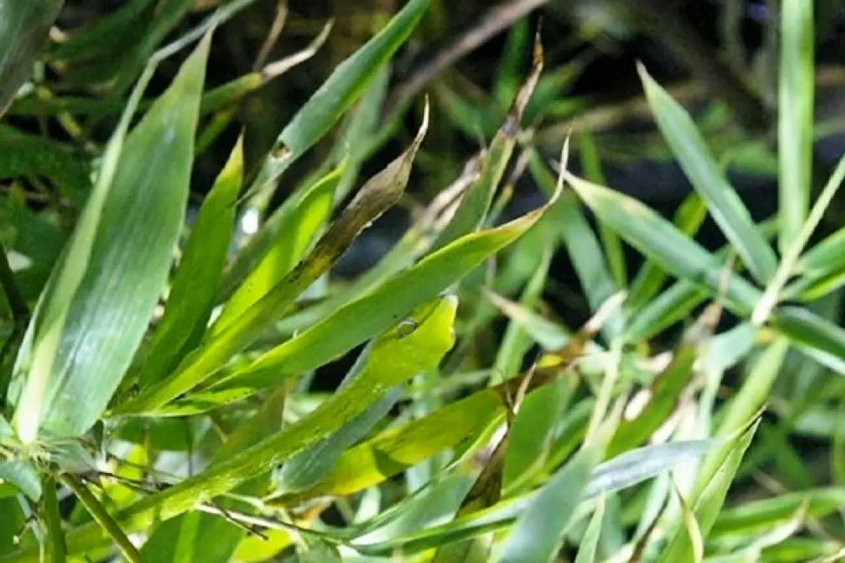 d8a2d8b2d985d988d986-d8afdb8cd8af-d8a8d8a7-d8b4d986d8a7d8b3d8a7db8cdb8c-d985d8a7d8b1-2