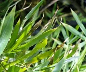 بازی فکری؛ 1 نفر از 10000 نفر میتونه مار استتار کرده علف زار رو با چشای تیزش شکار کنه