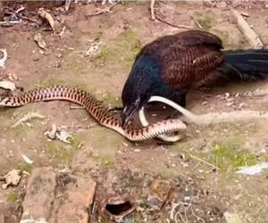 مستند حیات وحش؛ مار حلقه مرگ انداخت دور پرنده ببلعه ورق برگشت