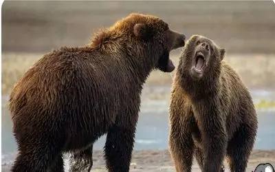 نبرد حیات وحش/ دو خرس تپل و گنده از خستگی به نفس نفس افتادن