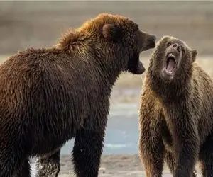 نبرد حیات وحش/ دو خرس تپل و گنده از خستگی به نفس نفس افتادن