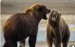 نبرد حیات وحش/ دو خرس تپل و گنده از خستگی به نفس نفس افتادن