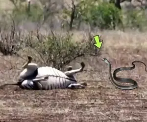 از جذابیت های حیات وحش؛ مار سیاه با نیش دردآگین گورخر درشت رو دیوانه و هار کرد