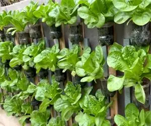 ایده های خلاقانه؛ باغچه ایستاده این روزا ترند بیا با بطری های پلاستیکی آب معدنی بسازش