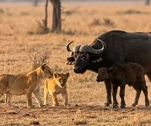 مستند حیات وحش؛ شیر بامزه با خیال راحت بین بوفالوها قدم میزنه