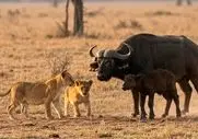 مستند حیات وحش؛ شیر بامزه با خیال راحت بین بوفالوها قدم میزنه