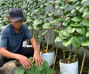 کشاورزی خلاقانه؛ باغچه ندارید خیالی نیست با این روش سبزی بکارید محشر میشه