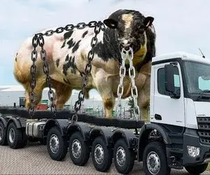 جابه جایی کوه پیکر؛ گاو 580 کیلویی رو با نیسان بردن گردش آخرش هم به صلابه کشیدن