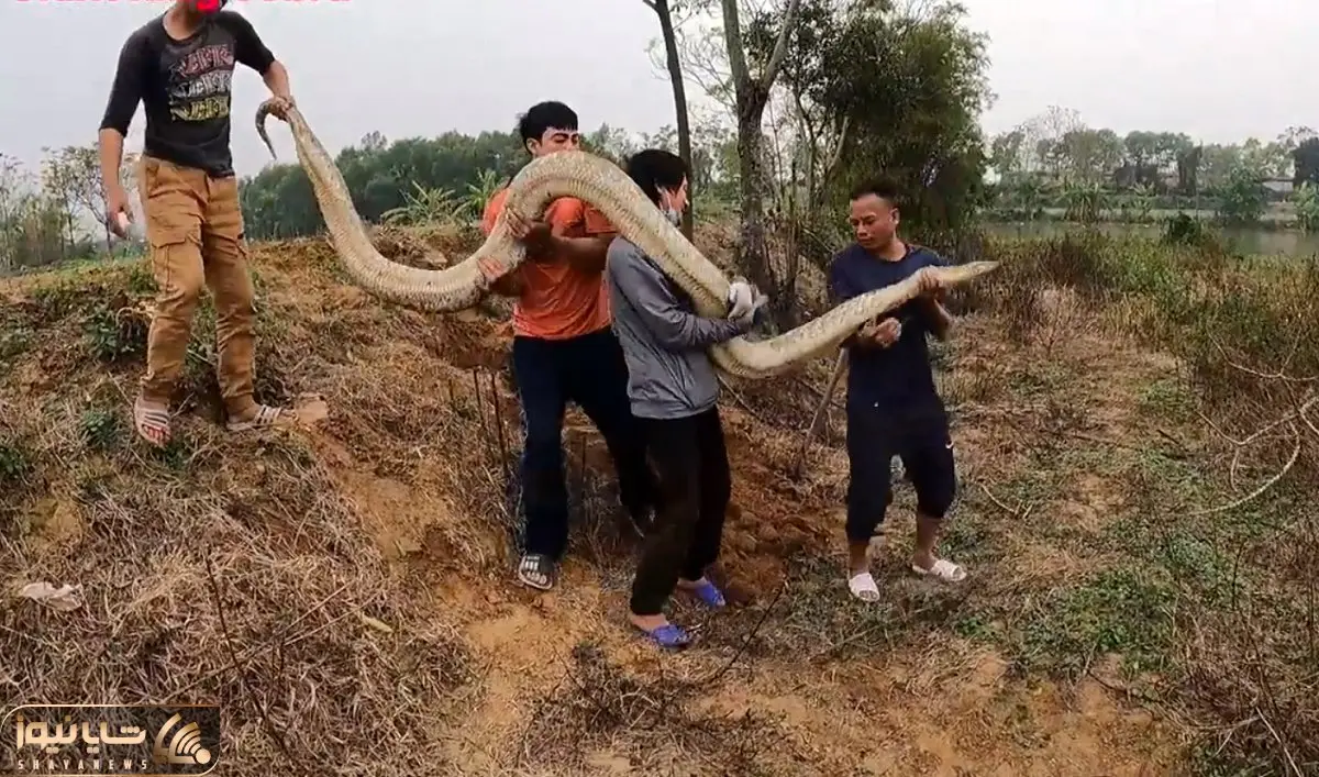 از جذابیت های حیات وحش؛ آقاهه و رفقای کله خرش مار پیتون رو انداختن رو دوششون