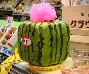 هندوانه مربعی؛ یه شگرد باحال و آسون واسه کاشت هندونه مربعی جون میده واسه هدیه دادن