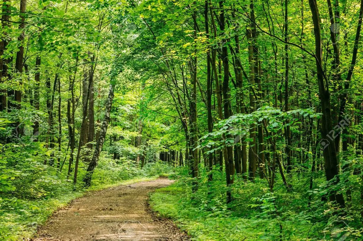 65297984-beautiful-countryside-sandy-road-lane-path-way-through-summer-deciduous-forest-woods-nobody