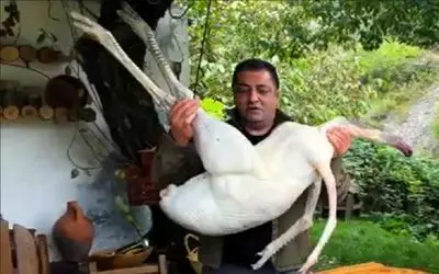 آشپزی در طبیعت؛ پرنده لنگ دراز و بی ریخته ولی آشپز ماهره یه چی پخت آب دهنت آویزون شه