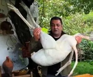 آشپزی در طبیعت؛ پرنده لنگ دراز و بی ریخته ولی آشپز ماهره یه چی پخت آب دهنت آویزون شه