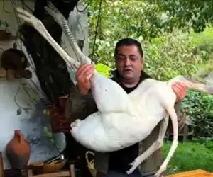 آشپزی در طبیعت؛ پرنده لنگ دراز و بی ریخته ولی آشپز ماهره یه چی پخت آب دهنت آویزون شه