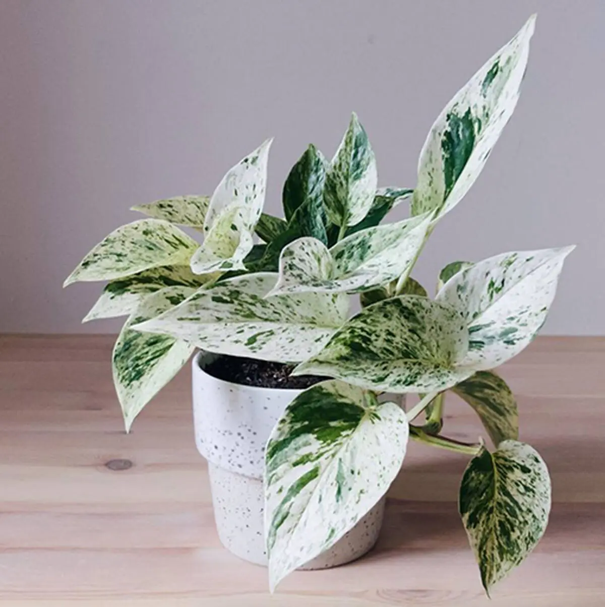 Pothos-Marble-Queen