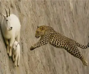 مستند حیات وحش؛ پلنگ برای شکار بز قوانین طبیعت نقض میکنه جزاشو میبینه