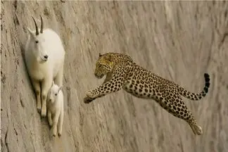 مستند حیات وحش؛ پلنگ برای شکار بز قوانین طبیعت نقض میکنه جزاشو میبینه