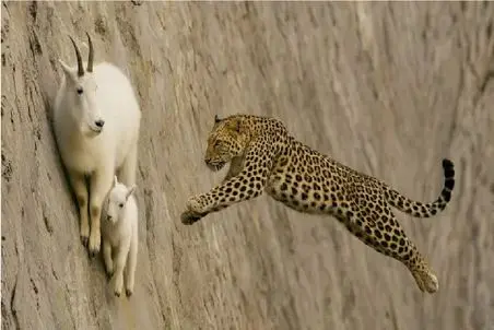 مستند حیات وحش؛ پلنگ برای شکار بز قوانین طبیعت نقض میکنه جزاشو میبینه