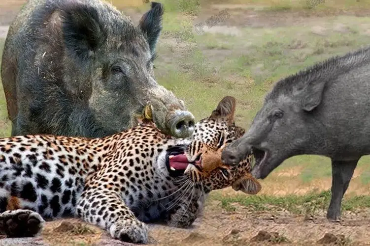 از جذابیت های حیات وحش؛ دو گراز؛ پلنگ