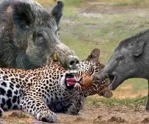 از جذابیت های حیات وحش؛ دو گراز؛ پلنگ