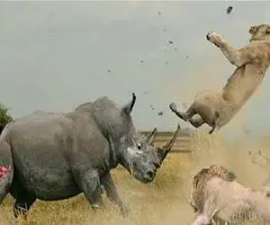 مستند حیات وحش/ کرگدن لات کوچه خلوت هرکی رو ببینه شاخش فرو میکنه