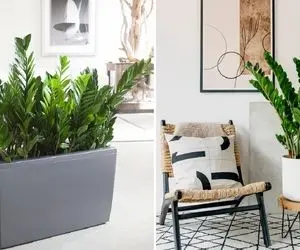 گل دوست داری اما حوصله رسیدگی نداری؟ زاموفیلیا عالیه بذارش یه گوشه اصلا کاری نداره