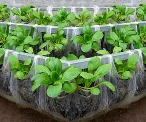 کشاورزی خلاقانه؛ کاشت سبزیجات توی کیسه های پلاستیکی با یه تقویتی بمب واسش