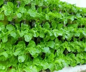 ایده های خلاقانه؛ بطری های پلاستیکی آب معدنی رو دور نندازیا باهاش باغچه ایستاده بساز