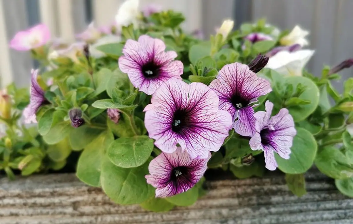 گیاهان مناسب باغچه