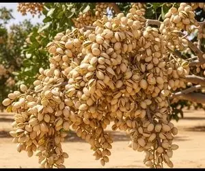 کشاورزی نوین؛ پسته پرورش میدن و با مراقبت و رسیدگی به اندازه خوشه انگور برداشت می کنن