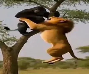 مستند حیات وحش؛ شیر میپره رو درخت به گوریل نشون بده سلطان کیه