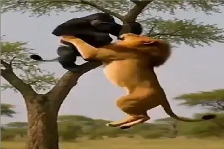 مستند حیات وحش؛ شیر میپره رو درخت به گوریل نشون بده سلطان کیه