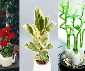 گیاهان آپارتمانی جاذب انرژی مثبت در فنگ شویی/ پولساز، پوچ کننده چشم زخم و آورنده شانس