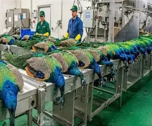 فرآوری طاووس؛ پر طاووس زینتی و جدا میکنه برای تزئینات گوشتشو میلیاردی میفروشه