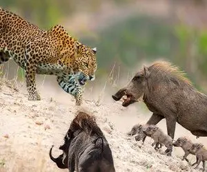 مستند حیات وحش؛ مبارزه گراز و پلنگ وقتی پای جان نوزادان در میان است