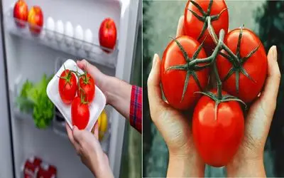 نگهداری گوجه در یخچال برای تازه ماندن طولانی‌ تر/ نکاتی که هر خانه‌داری باید بداند