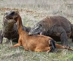 مستند حیات وحش؛ مجادله معاندانه دو کومودو برای بلع بز