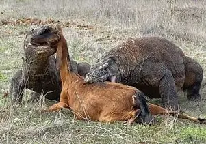 مستند حیات وحش؛ مجادله معاندانه دو کومودو برای بلع بز